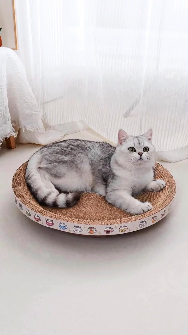 Ảnh bìa Mèo nằm trên bàn cào tròn
